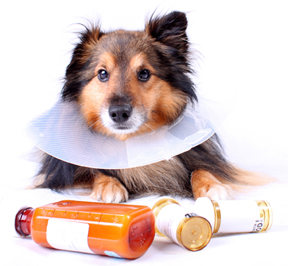 dog with medications