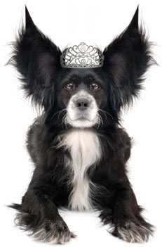 dog with crown
