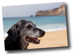 old dog at beach
